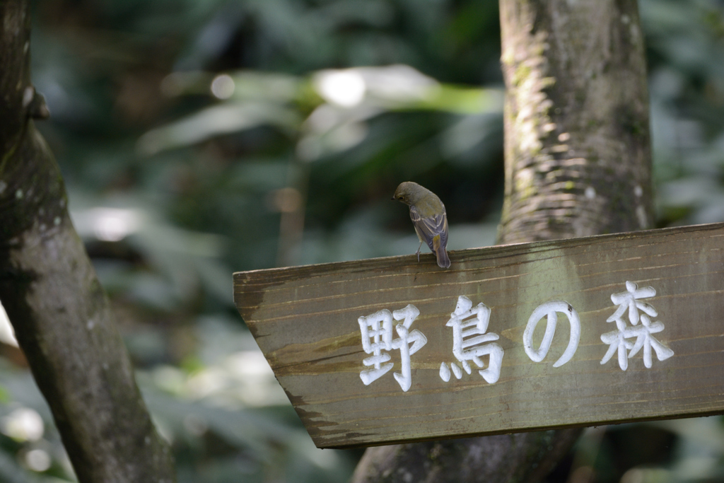ご案内