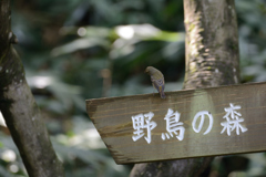ご案内