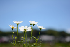 白　×　青