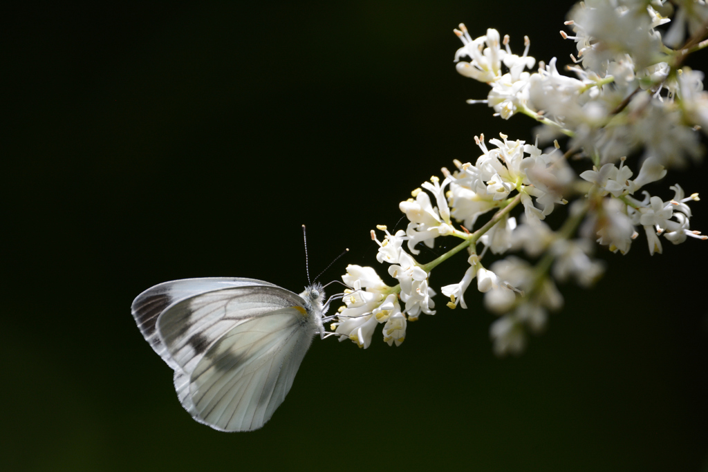 white and white