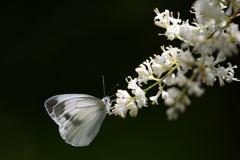 white and white