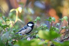 明石鳥撮り