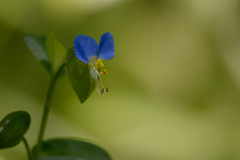 露草