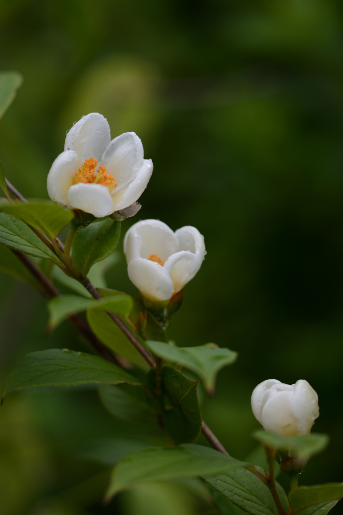 沙羅の花の咲く寺