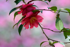 散った花弁を背景に