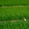 田園