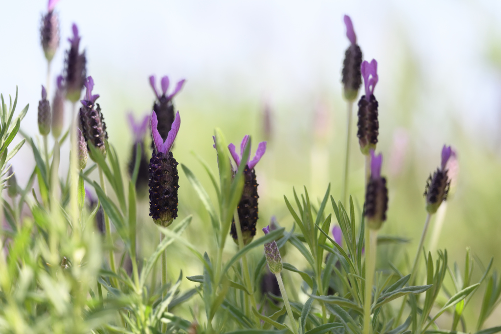 フレンチラベンダー