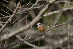 身近な鳥さん