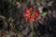 花火