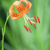 花蕊