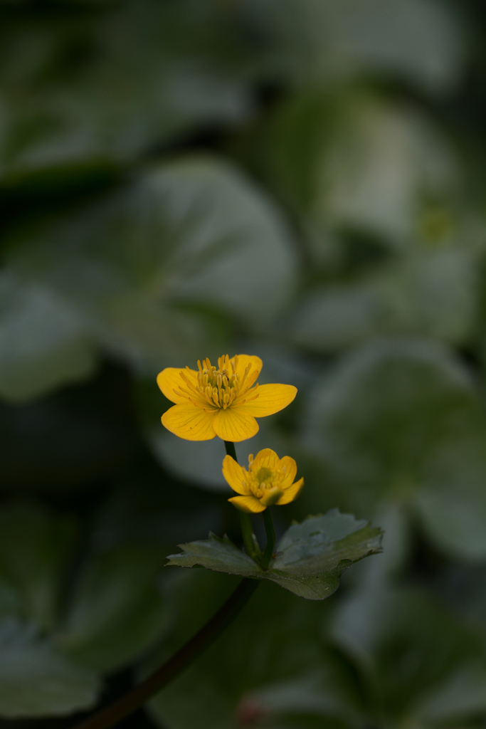 立金花 （りゅうきんか）