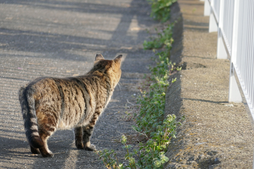 羽田の猫