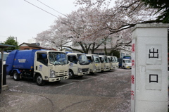 さくら