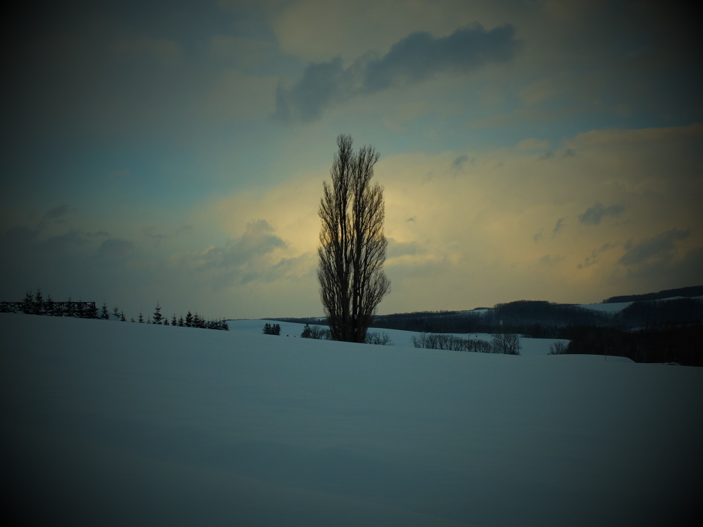 美瑛 ケンメリの木♪