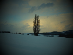 美瑛 ケンメリの木♪