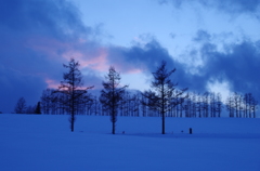 美瑛 マイルドセブンの木