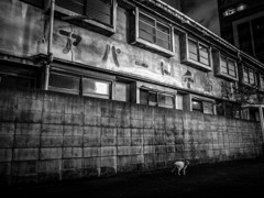 猫とアパート