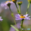 5D4_9572