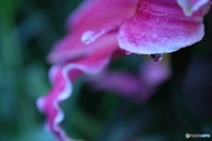 IMG_1355