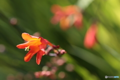 CC0A5812