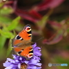 5D4_9565