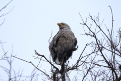 7D2_9907