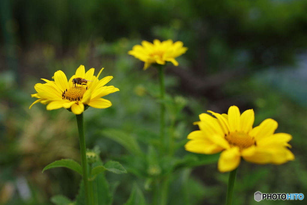5D4_0827