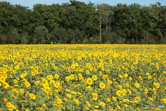 CC0A5913