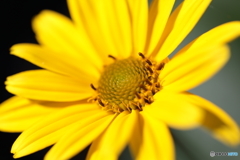 CC0A5831