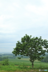 5D4_0791