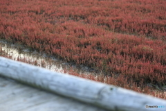 CC0A5991