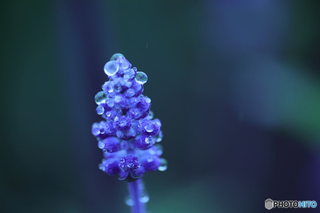 5D4_1127