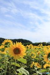 CC0A5915