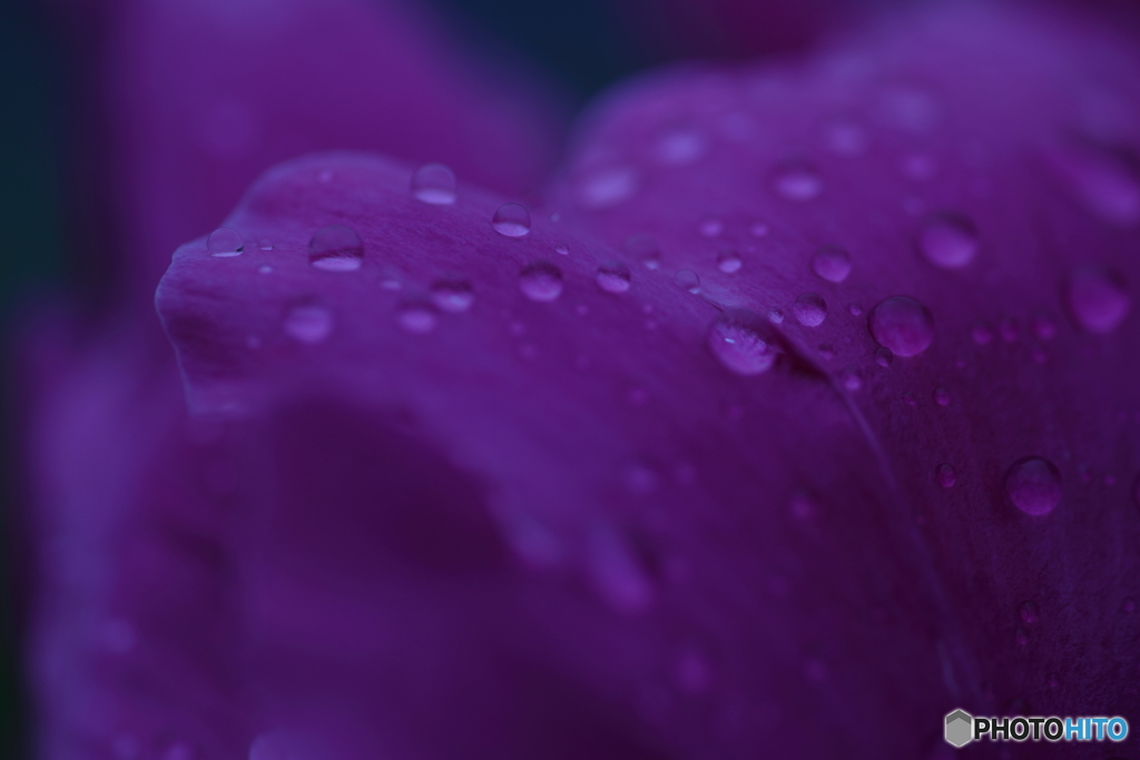 5D4_0585