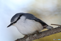 IMG_9838