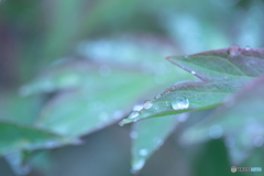 5D4_0343