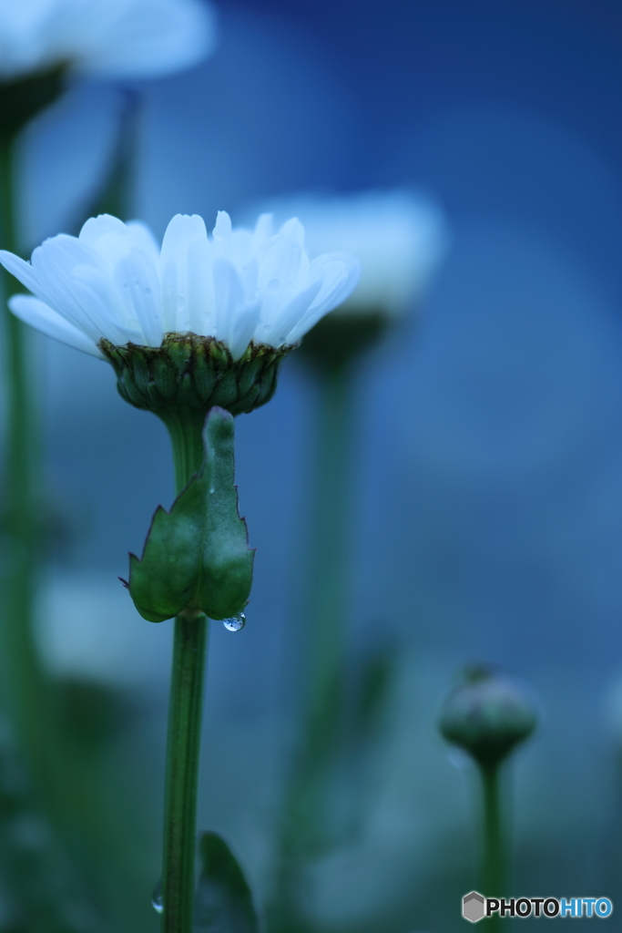 5D4_0679