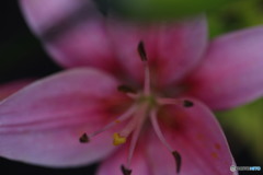 IMG_9247