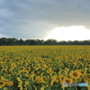 5D4_9661