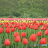 5D4_0095