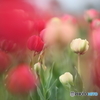 5D3_7717