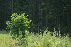 5D3_7977