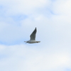 OU5A0761