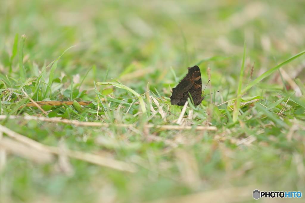 5D3_8232