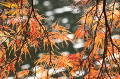 新宿御苑の紅葉　