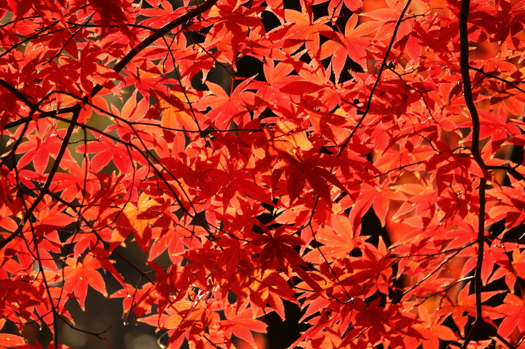 新宿御苑の紅葉