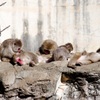 よこはま動物園ズーラシア