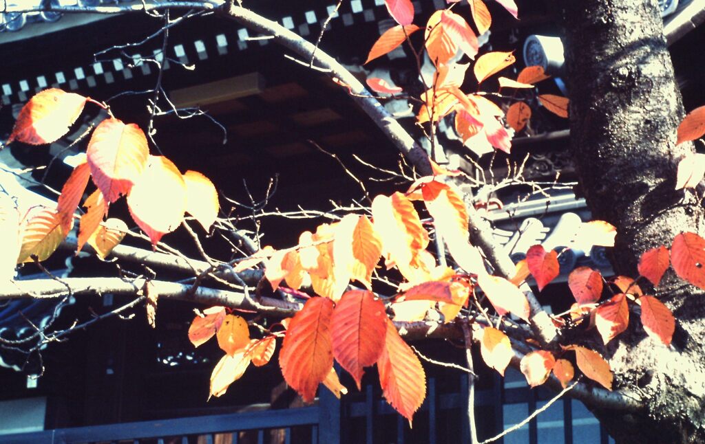 PICT0001