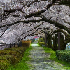20160406　桜道