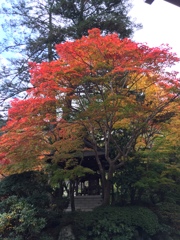 紅葉